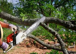 Lawn Renovation and Restoration in New Llano, LA