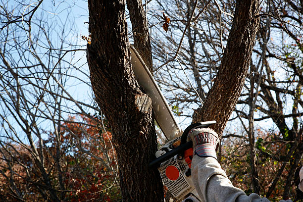 Best Tree Trimming and Pruning  in New Lno, LA