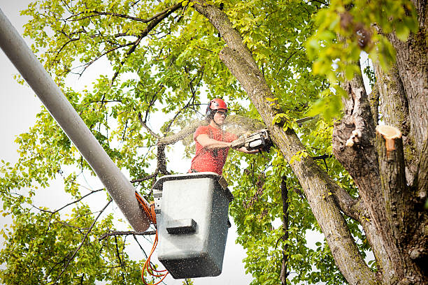 Leaf Removal in New Llano, LA