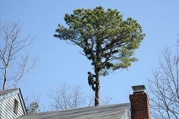 Best Tree Health Inspection  in New Lno, LA